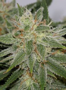 Pamplemousse Regular Marijuana Seeds