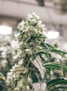 Great White Shark Feminized Marijuana Seeds