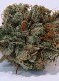 707 Headband Regular Marijuana Seeds