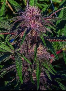 Star Fruit Regular Marijuana Seeds