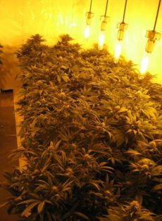 Indoor Mix Marijuana Seeds