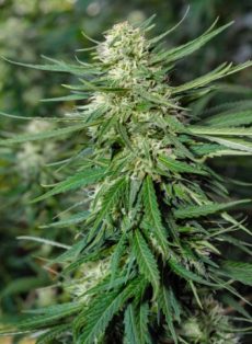 Jack Herer Autoflower Feminized Marijuana Seeds