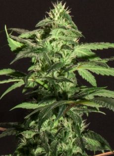 Jack Herer Regular Marijuana Seeds