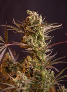 Juicy Fruit Feminized Marijuana Seeds