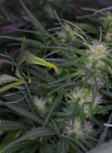 Lasqueti Haze Regular Marijuana Seeds