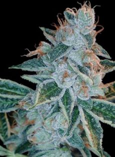 Lemon OG Kush Feminized Marijuana Seeds
