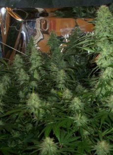 BC Mango Regular Marijuana Seeds