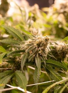New York Diesel Autoflower Feminized Marijuana Seeds