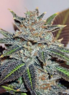 Night Nurse Regular Marijuana Seeds