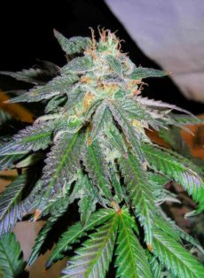 Northern Lights Regular Marijuana Seeds