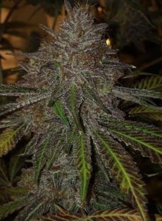 Pope Von Dank Regular Marijuana Seeds