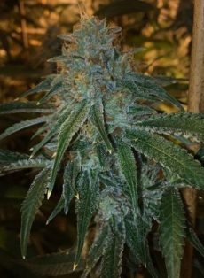 Pope Von Dank Regular Marijuana Seeds