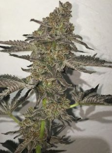 The Breath Regular Marijuana Seeds