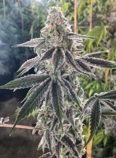 The Breath Regular Marijuana Seeds