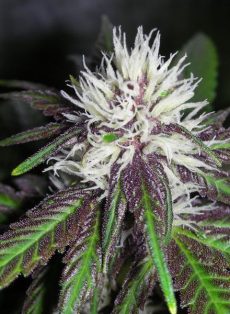 The Purps Feminized Marijuana Seeds