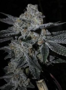 Dosi Cookies Regular Marijuana Seeds