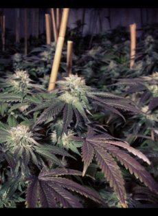 Shiatsu Kush Regular Marijuana Seeds