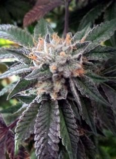 Shiatsu Kush Regular Marijuana Seeds