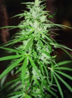 Sweet Island Skunk Regular Marijuana Seeds