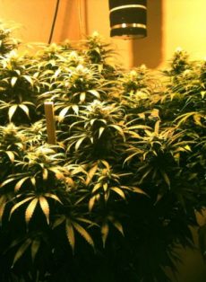 Sweet Island Skunk Regular Marijuana Seeds