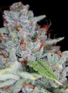 Skywalker Kush Feminized Marijuana Seeds