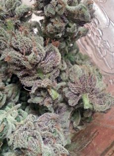 SoCal Master Kush Regular Marijuana Seeds