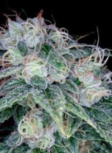 Sour Diesel Feminized Marijuana Seeds