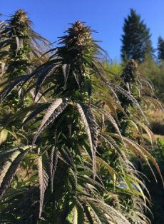 Sour Tsunami CBD Marijuana Seeds