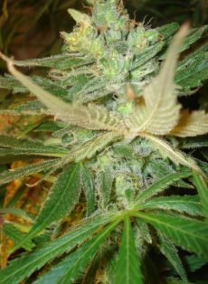 Strawberry Cough Feminized Marijuana Seeds