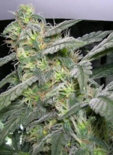 Sweet Dreams Feminized Marijuana Seeds
