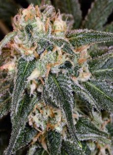 Talent Scout Regular Marijuana Seeds