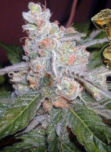 The Purps Feminized Marijuana Seeds