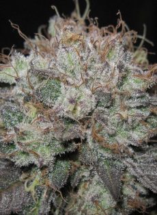 The Big Regular Marijuana Seeds