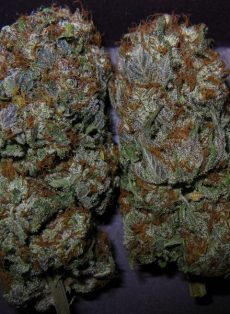 The Big Regular Marijuana Seeds