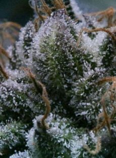 Tuna God Regular Marijuana Seeds
