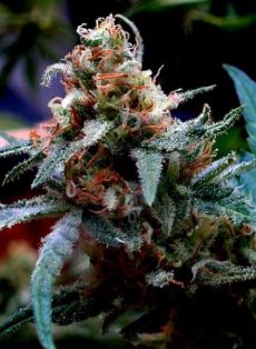 UBC Chemo Regular Marijuana Seeds