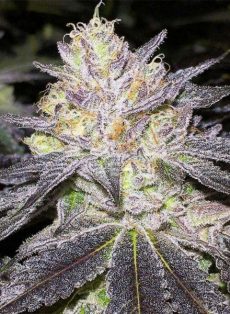 The Cake Feminized Marijuana Seeds