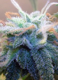 White Widow Regular Marijuana Seeds