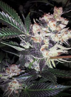 Wild Berry