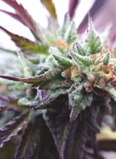 Zkittelz Autoflower Feminized Marijuana Seeds