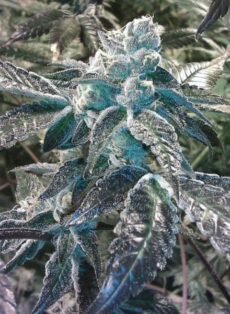 Girl Scout Cookies Regular Marijuana Seeds