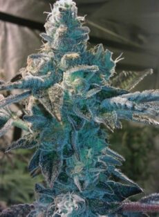 Girl Scout Cookies Regular Marijuana Seeds