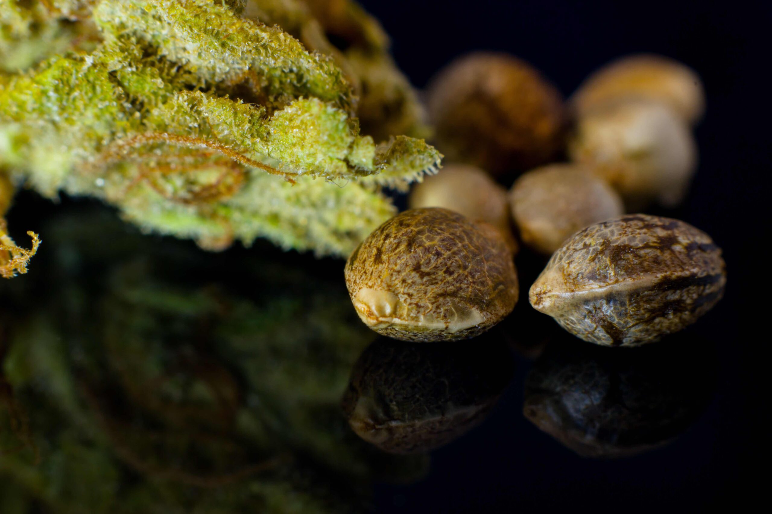 Read more about the article What Are The Different Types of Marijuana Seeds and Why do They Matter?