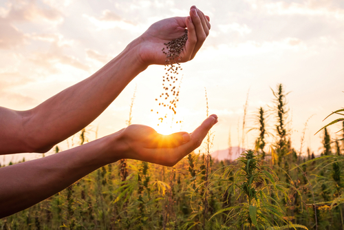Read more about the article A Simple Guide to Harvesting CBD