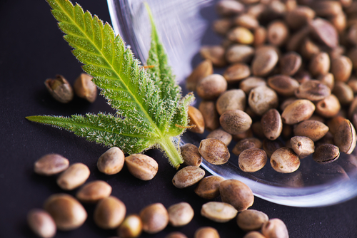 Read more about the article When Should I Stop Giving My Plants Nutrients?