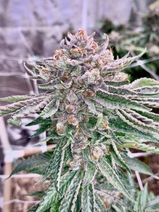 Pink Kush Mints Regular Marijuana Seeds