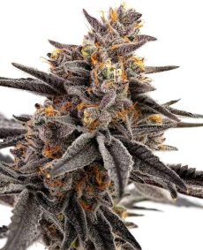 Purple Space Monkey Feminized Marijuana Seeds