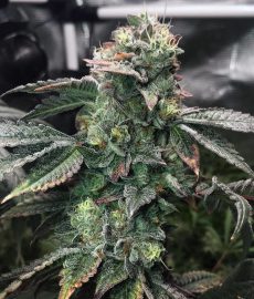 Super Soaker Feminized Marijuana Seeds
