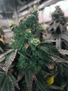 Super Soaker Regular Marijuana Seeds