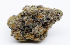 Super Soaker Feminized Marijuana Seeds